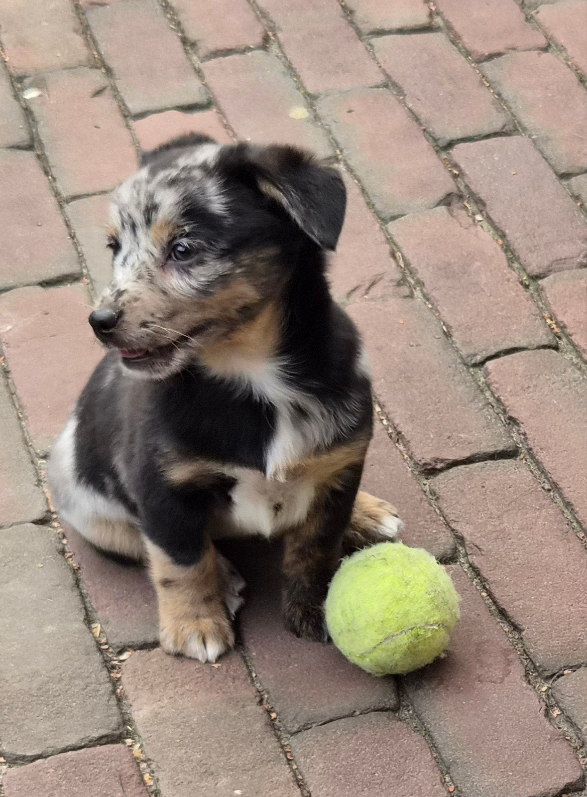 kruising Welsh Corgi  x mini Australian Shepherd, Dieren en Toebehoren, Nederland, 8 tot 15 weken, Meerdere, Meerdere dieren