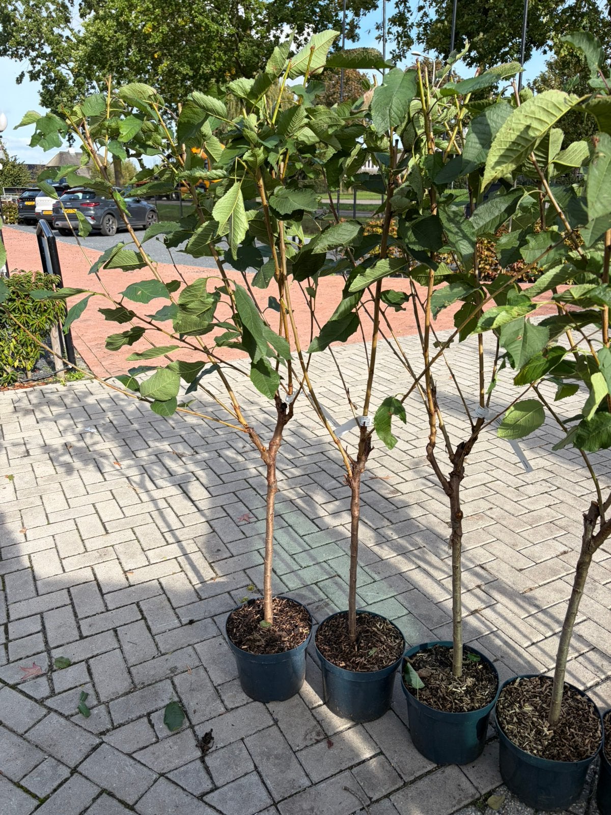 Fruit bomen laagstam kers peren appels en pruimen, Ophalen, Lente, Overige soorten, Volle zon