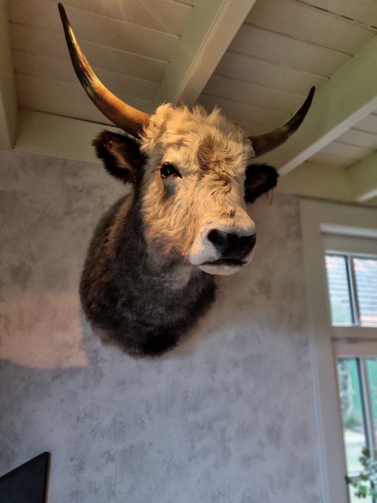 Opgezet Wild,Koe,Taxidermie, Verzamelen, Ophalen, Zo goed als nieuw, Boerderijdier, Opgezet dier