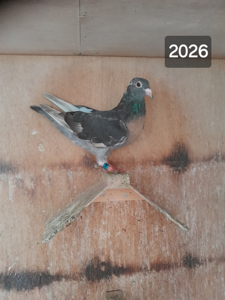 Duiven, Meerdere dieren, Overige soorten