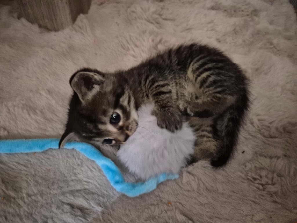 Hele lieve mooie kittens zoeken gouden forever home, Meerdere dieren, Kortharig, 0 tot 2 jaar