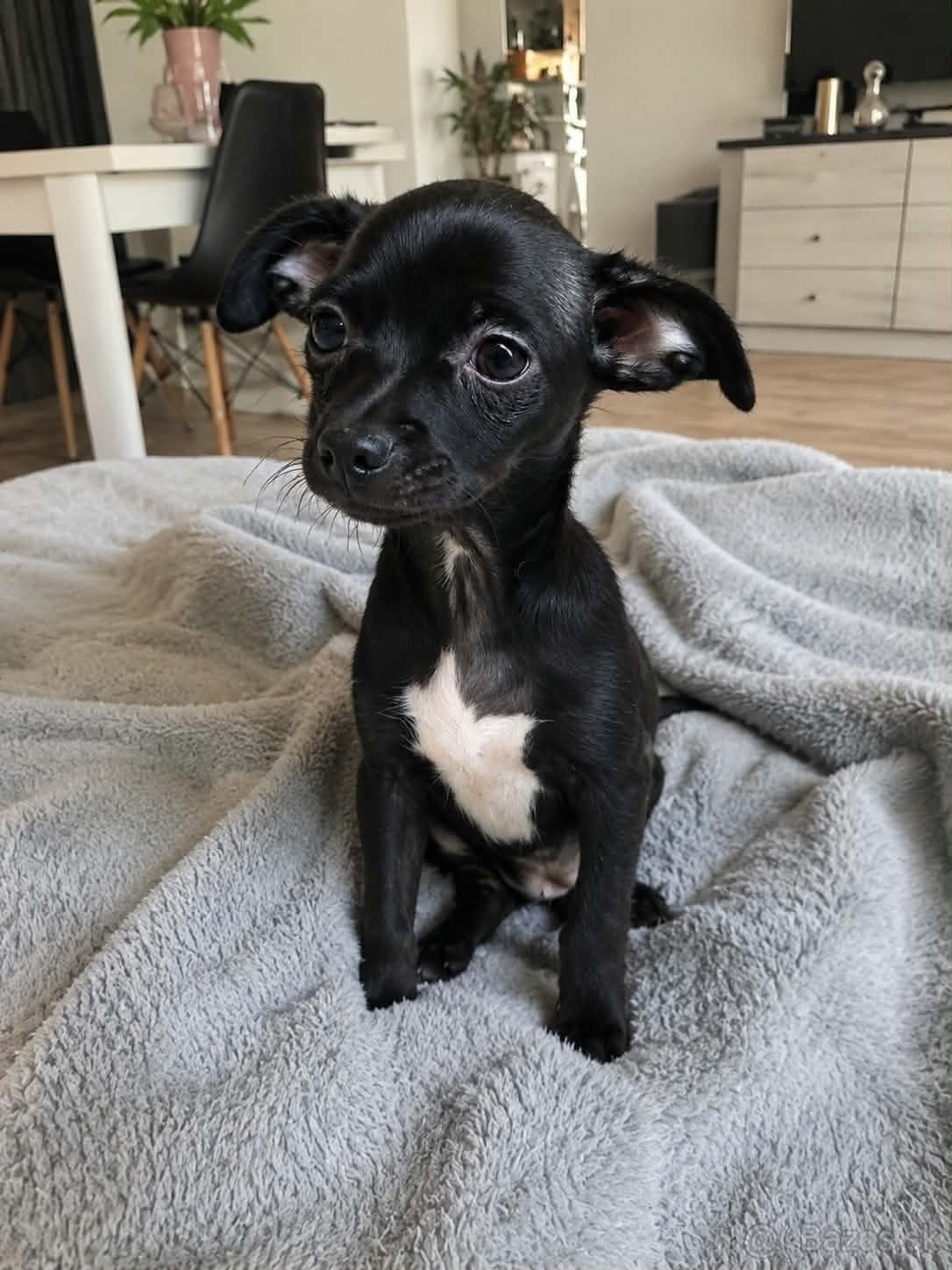 chihuahua teef, Particulier, 15 weken tot 1 jaar, Overige rassen, Buitenland