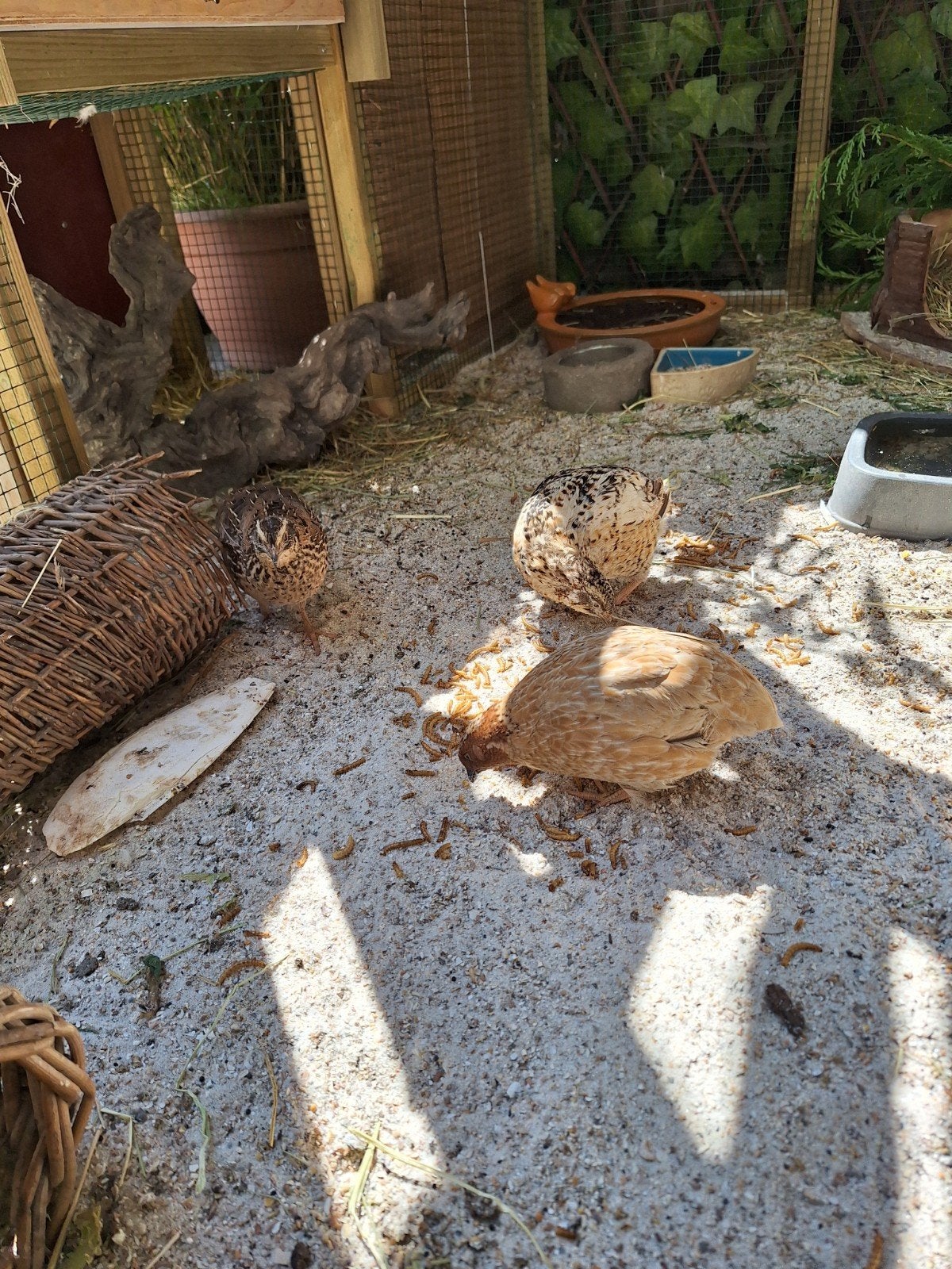 te koop 3 Japanse kwartels, Dieren en Toebehoren, Pluimvee, Meerdere dieren, Overige soorten