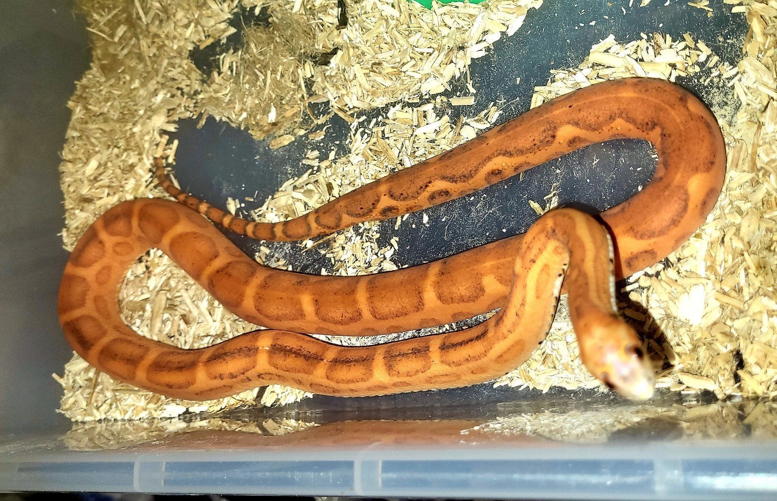 Pantherophis guttatus scaleless koppel Corn Snake - female for sale from Wall of Sound