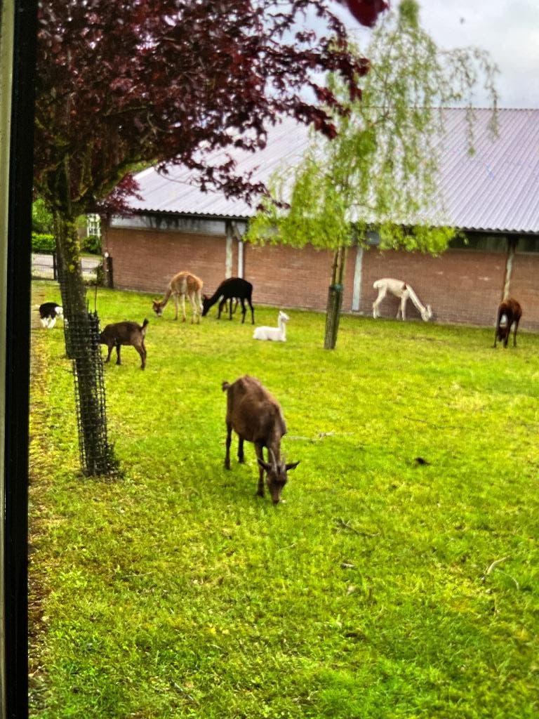 Lieve kind vriendelijke geit, Dieren en Toebehoren, Vrouwelijk, Geit, 0 tot 2 jaar
