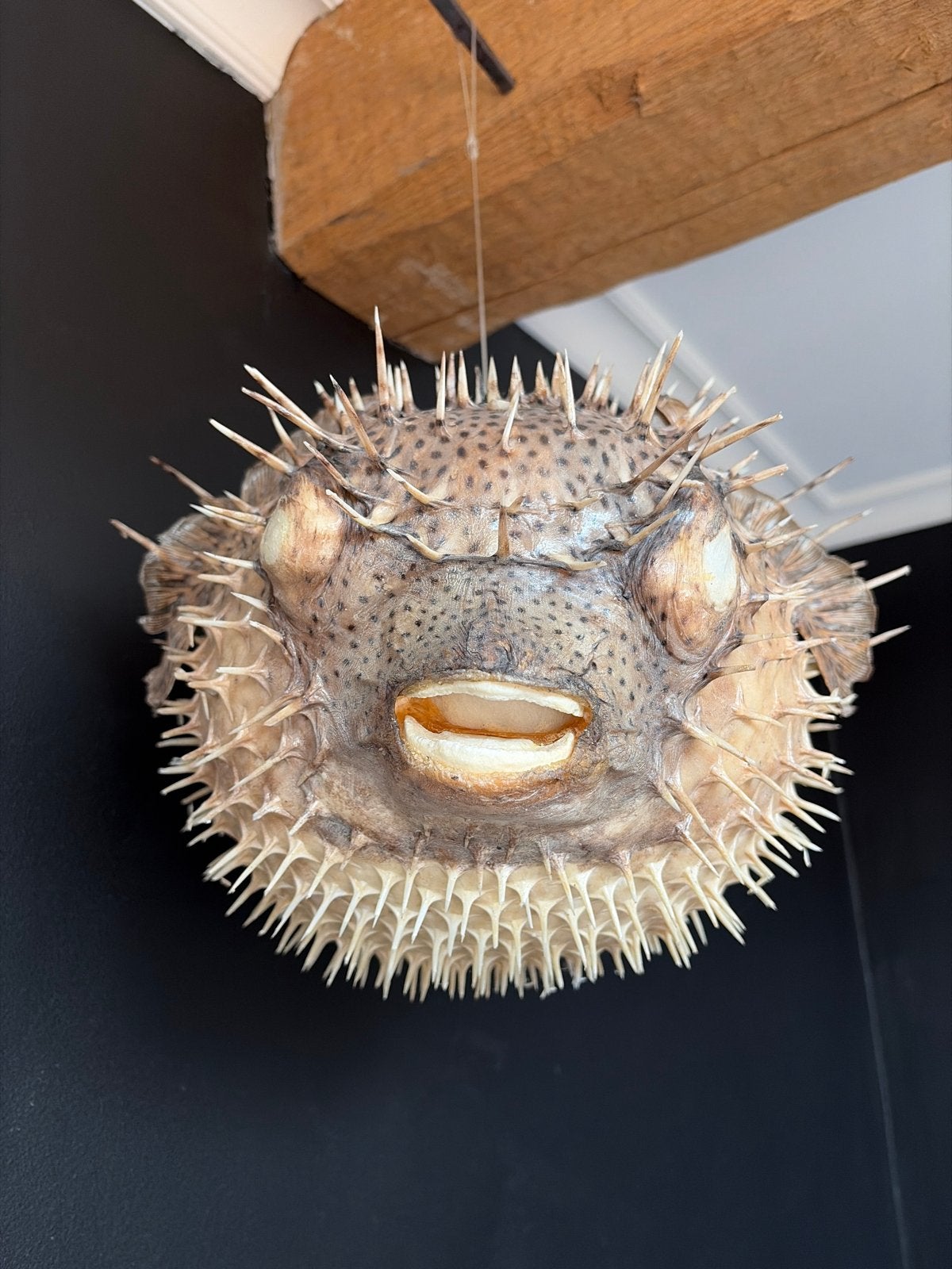 Grote opgezette kogelvis - 50 cm lang, 35 cm breed, Ophalen, Gebruikt