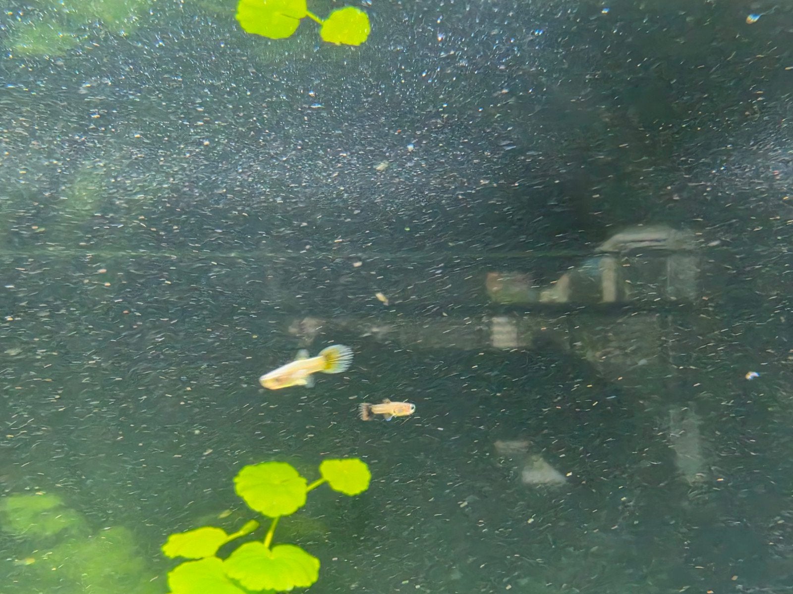 guppies baby, Dieren en Toebehoren, Vis
