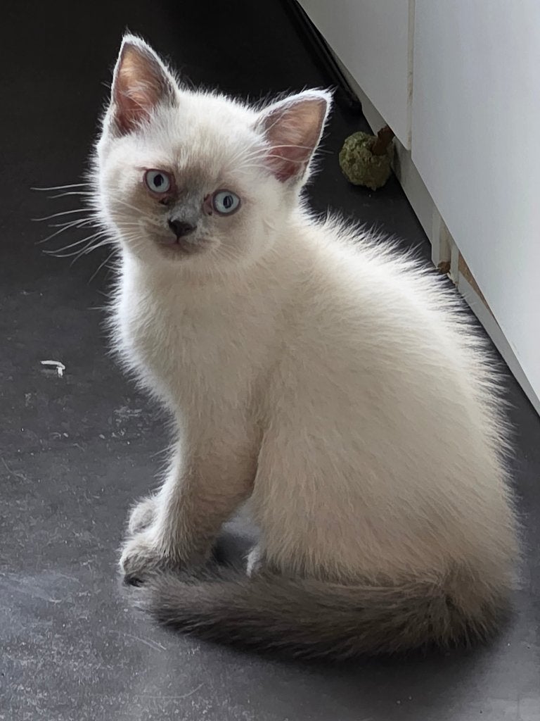 Britse korthaar kitten, Kater, Ontwormd, 0 tot 2 jaar