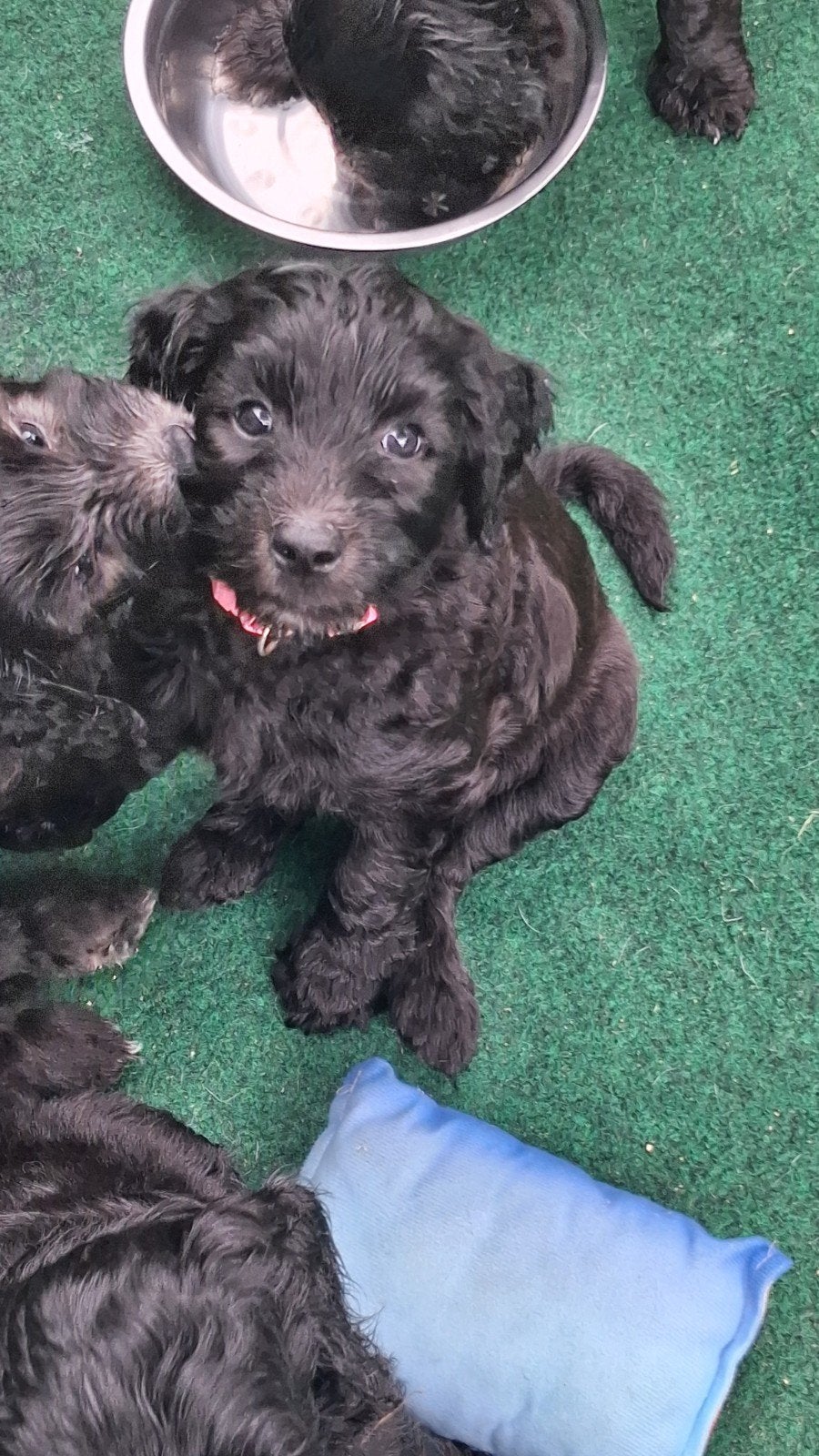 Ben jij ons gouden mandje laatste pups Koningspoedel f1b, Dieren en Toebehoren, Honden | Niet-rashonden, 8 tot 15 weken, Meerdere
