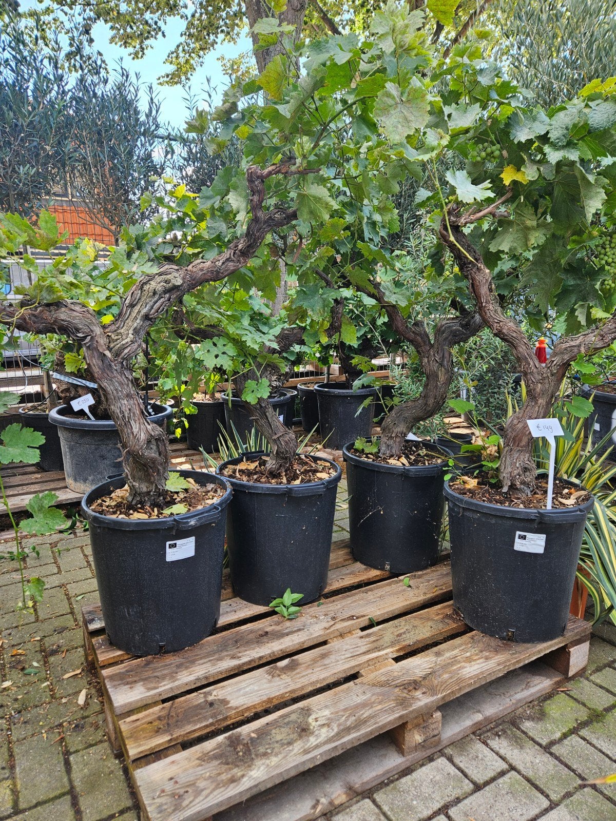 Oude Wijnstokken - Prachtige Druivenplanten in Pot, Volle zon, Vaste plant, Ophalen of Verzenden, Zomer