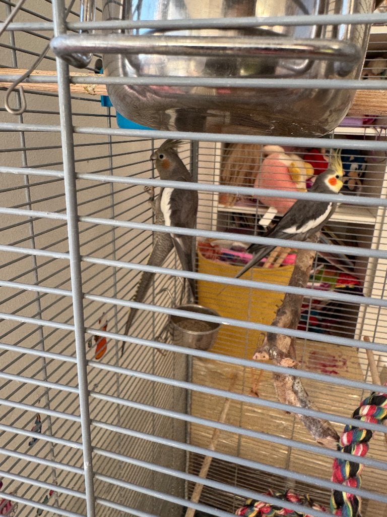Koppel valkparkieten met grote kooi en complete set, Meerdere dieren, Parkiet