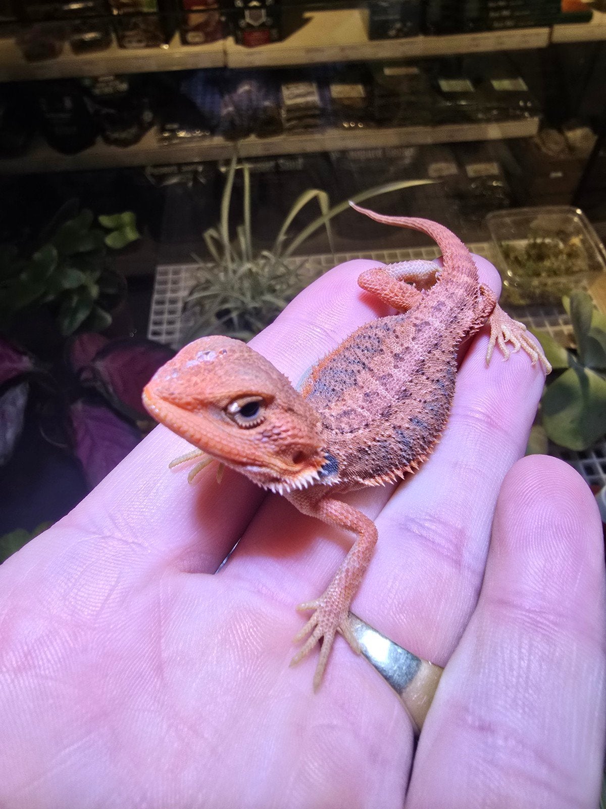 pogona vitticeps red monster Bearded Dragon photo 3