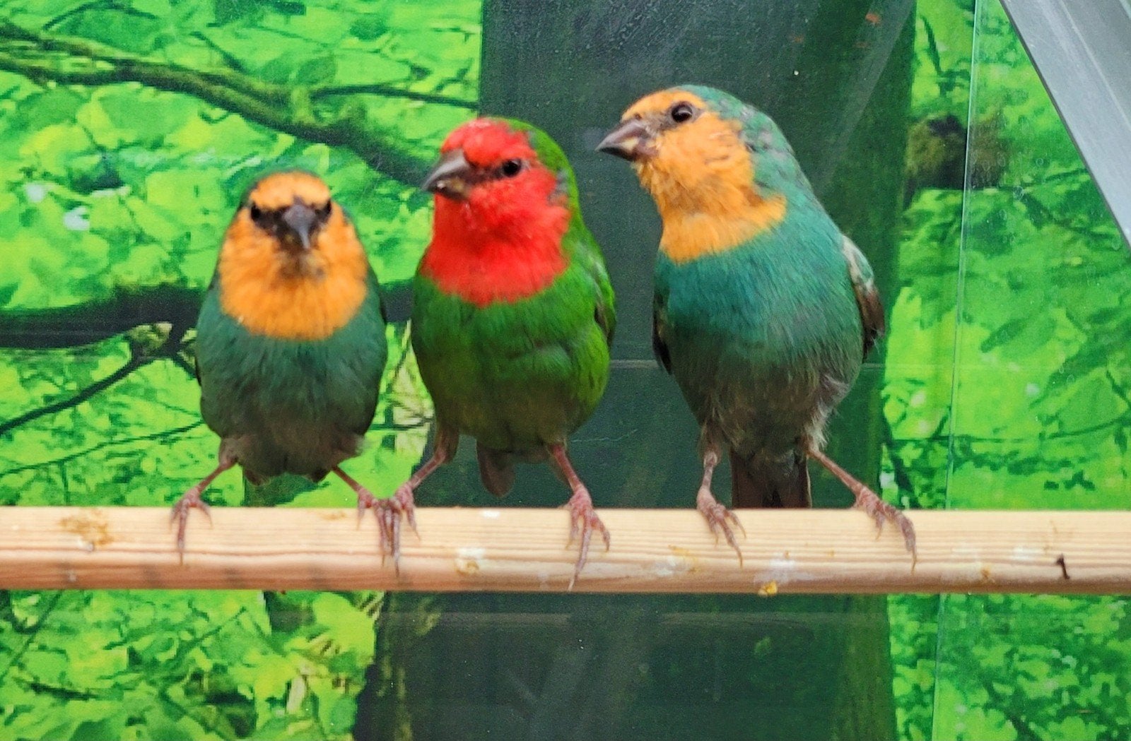 Driekleurpapegaaiamadines&driekleur papegaaiamadinezeegroen., Meerdere dieren