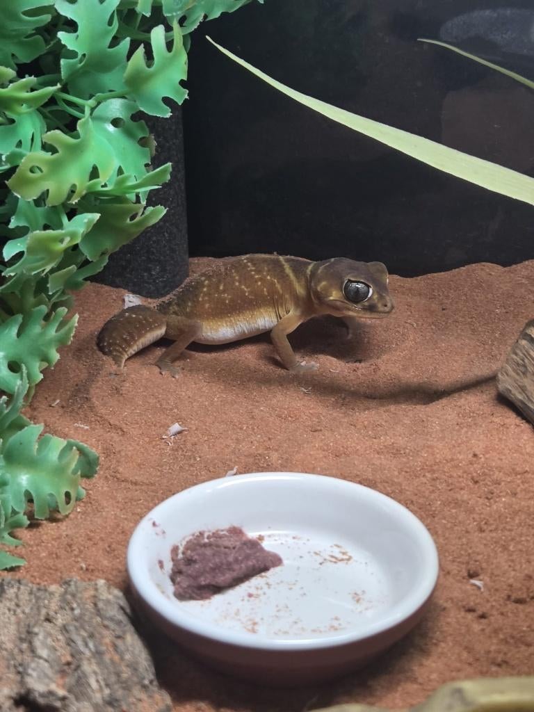 Nephrurus Levis vrouwtje, Hagedis, Met terrarium, 0 tot 2 jaar