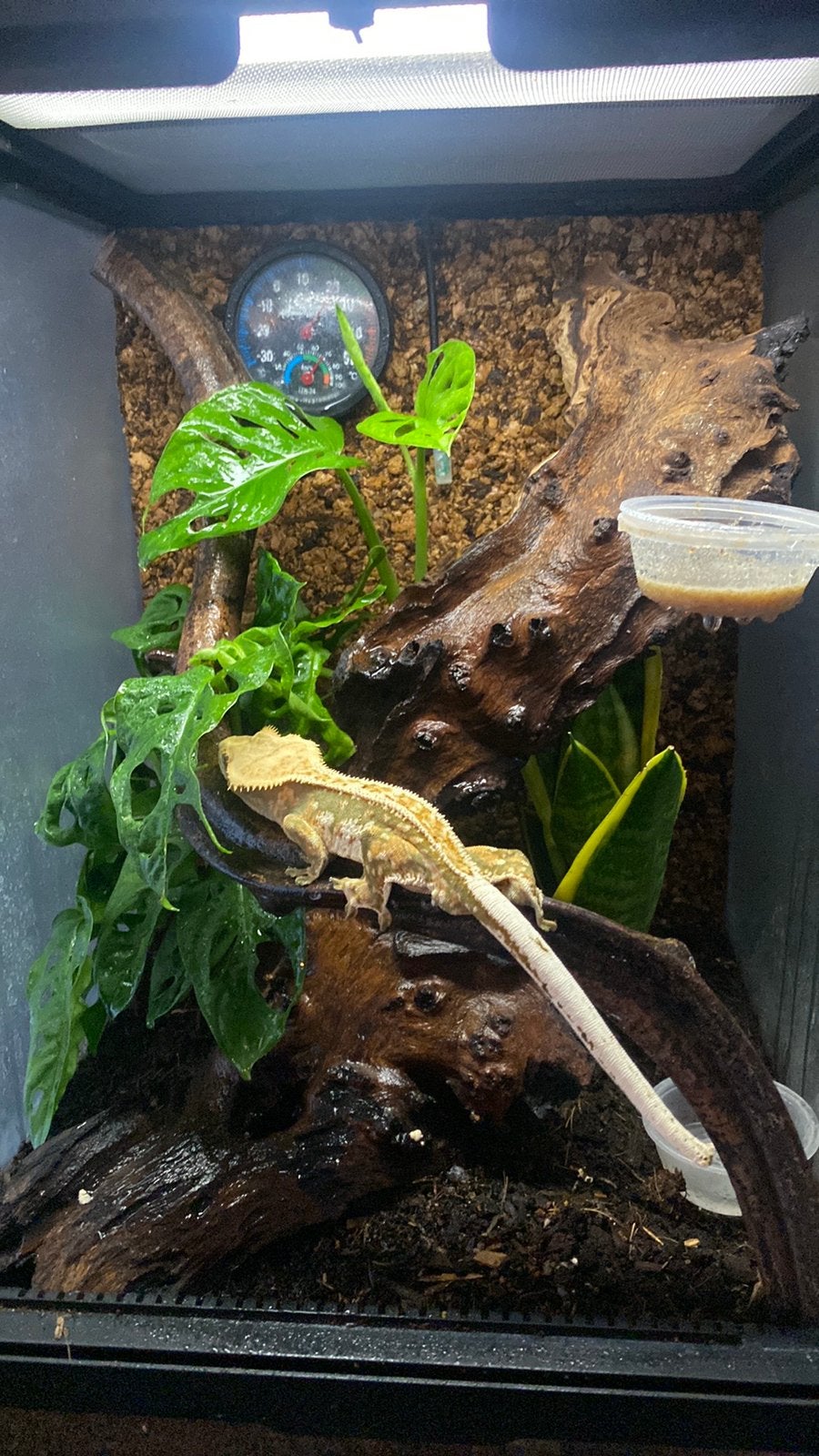 Twee Wimpergekko’s Correlophus ciliatus Crested Gecko photo 6