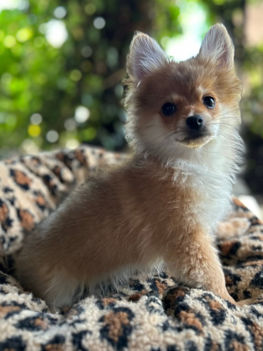 Pomchi pup reutje 💙🐾 pup pomeriaan x chihauhau, Dieren en Toebehoren, Reu, 8 tot 15 weken, Parvo, Eén hond