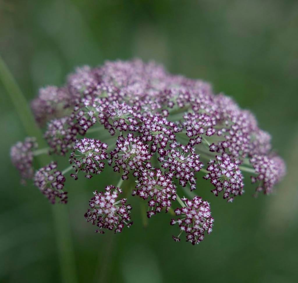 Wilde Peen Rood, Volle zon, Eenjarig, Zomer, Ophalen