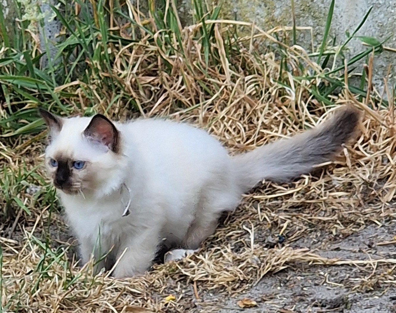Heilige Birmaan kittens, Meerdere dieren, Ingeënt, 0 tot 2 jaar