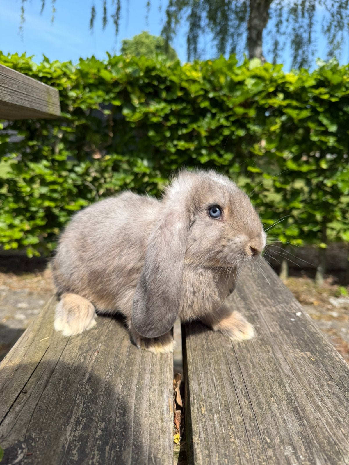 Lieve Franse hangoor ram, Dieren en Toebehoren, Konijnen, Groot, Mannelijk, 0 tot 2 jaar, Hangoor