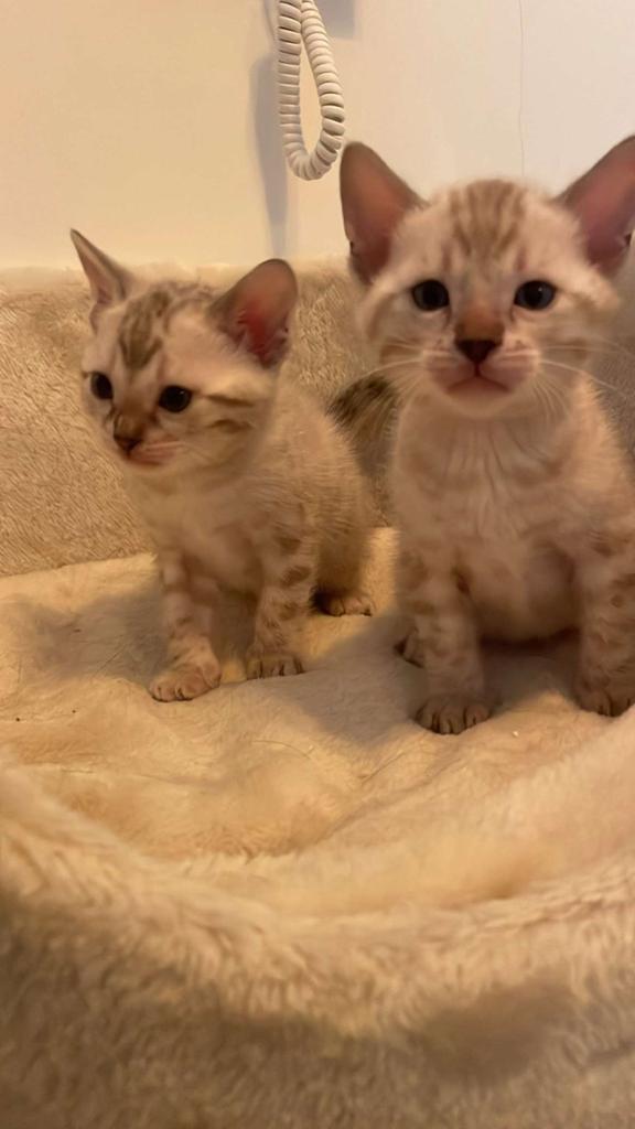 Bengaalse kittens, Meerdere dieren, Ontwormd