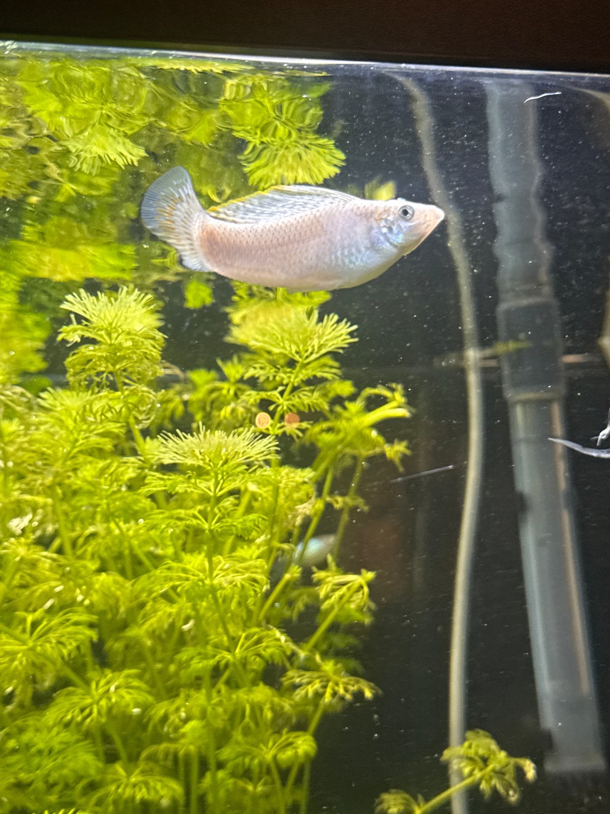Molly’s te koop, Vis, Zoetwatervis