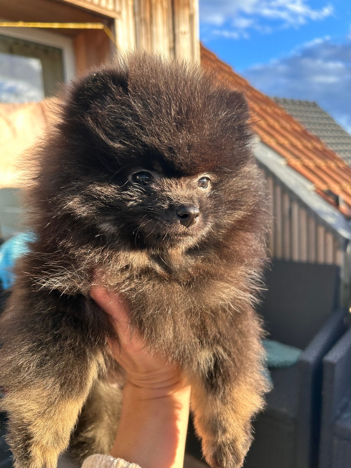 ️Pomeranian️🌺, België, Particulier, Keeshond, Reu