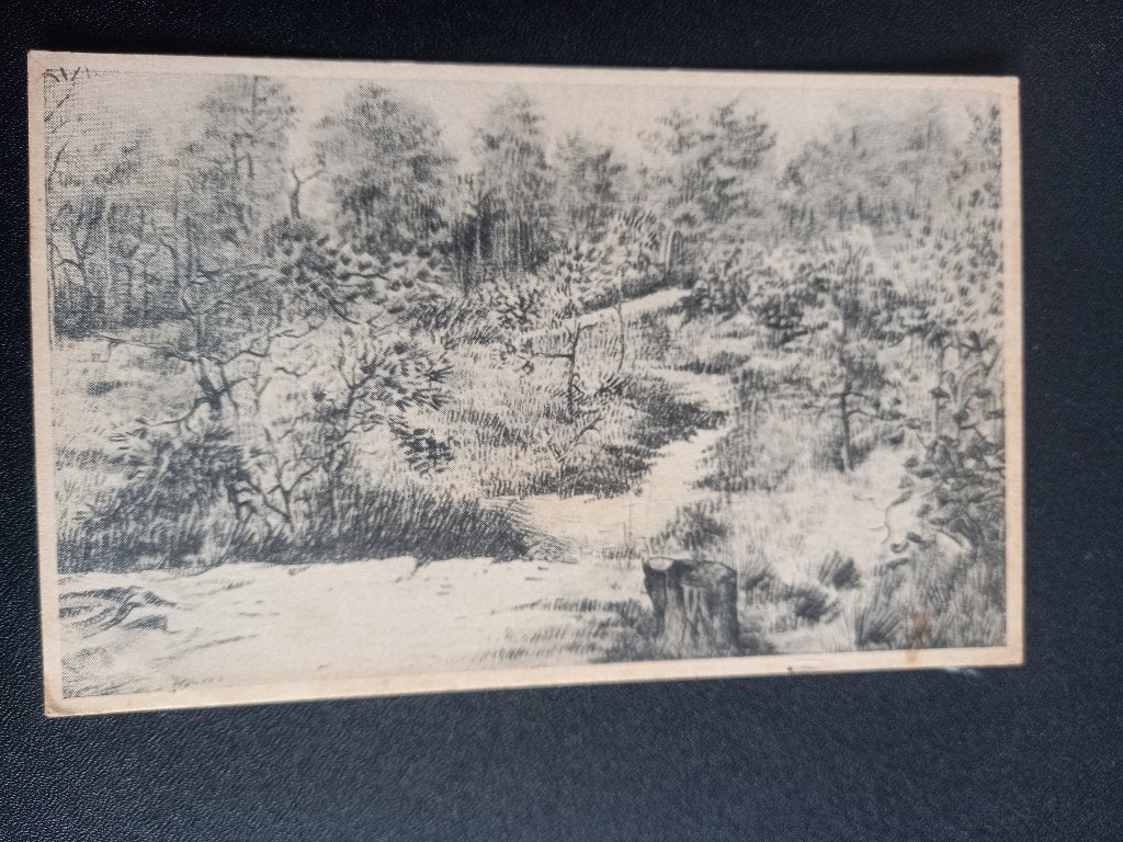 Norg, bosgezicht 1954, Ophalen of Verzenden, 1940 tot 1960, Gelopen, Drenthe