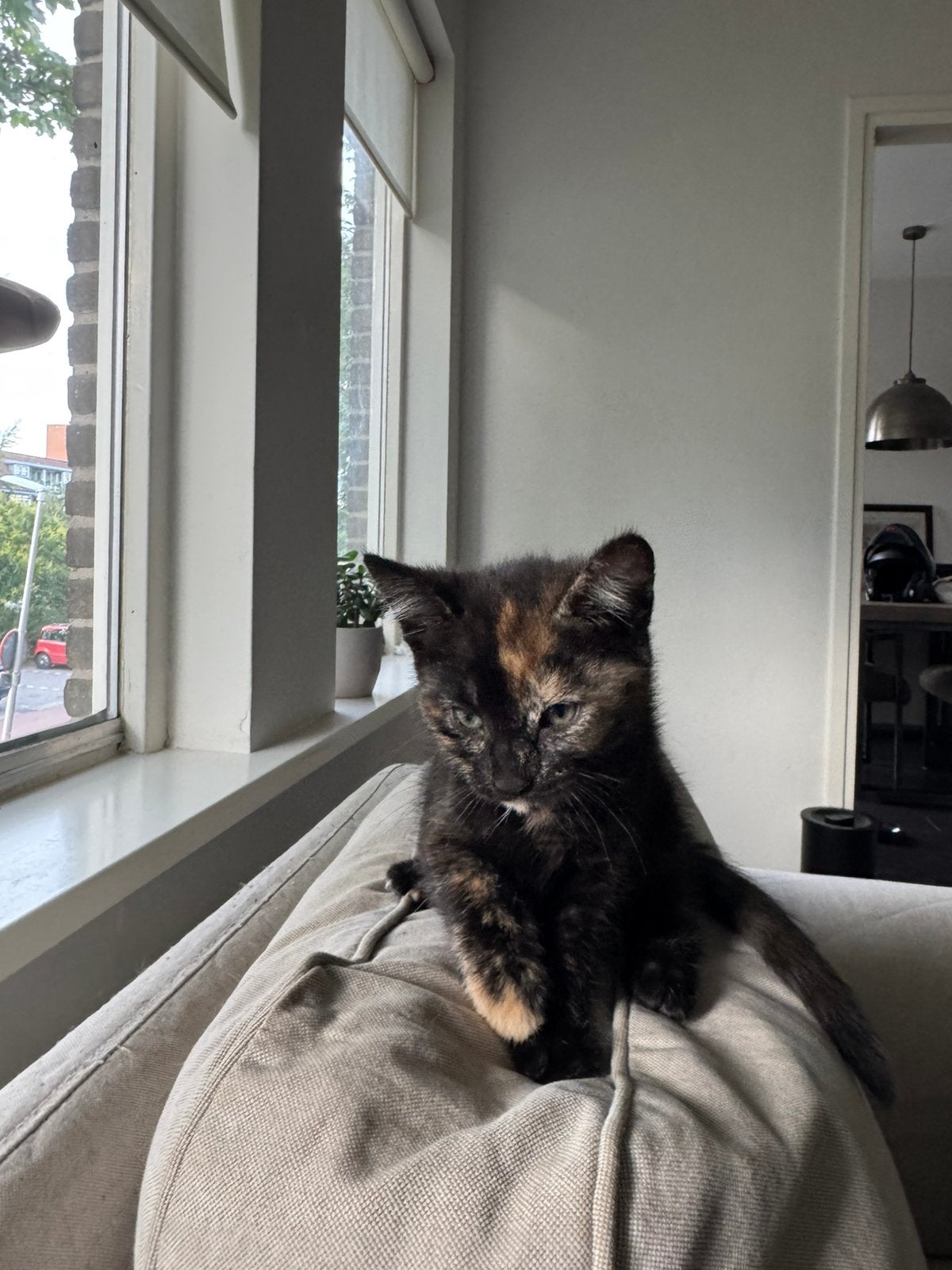 Kittens 2 poesjes, Dieren en Toebehoren, Katten en Kittens | Raskatten | Korthaar, Meerdere dieren