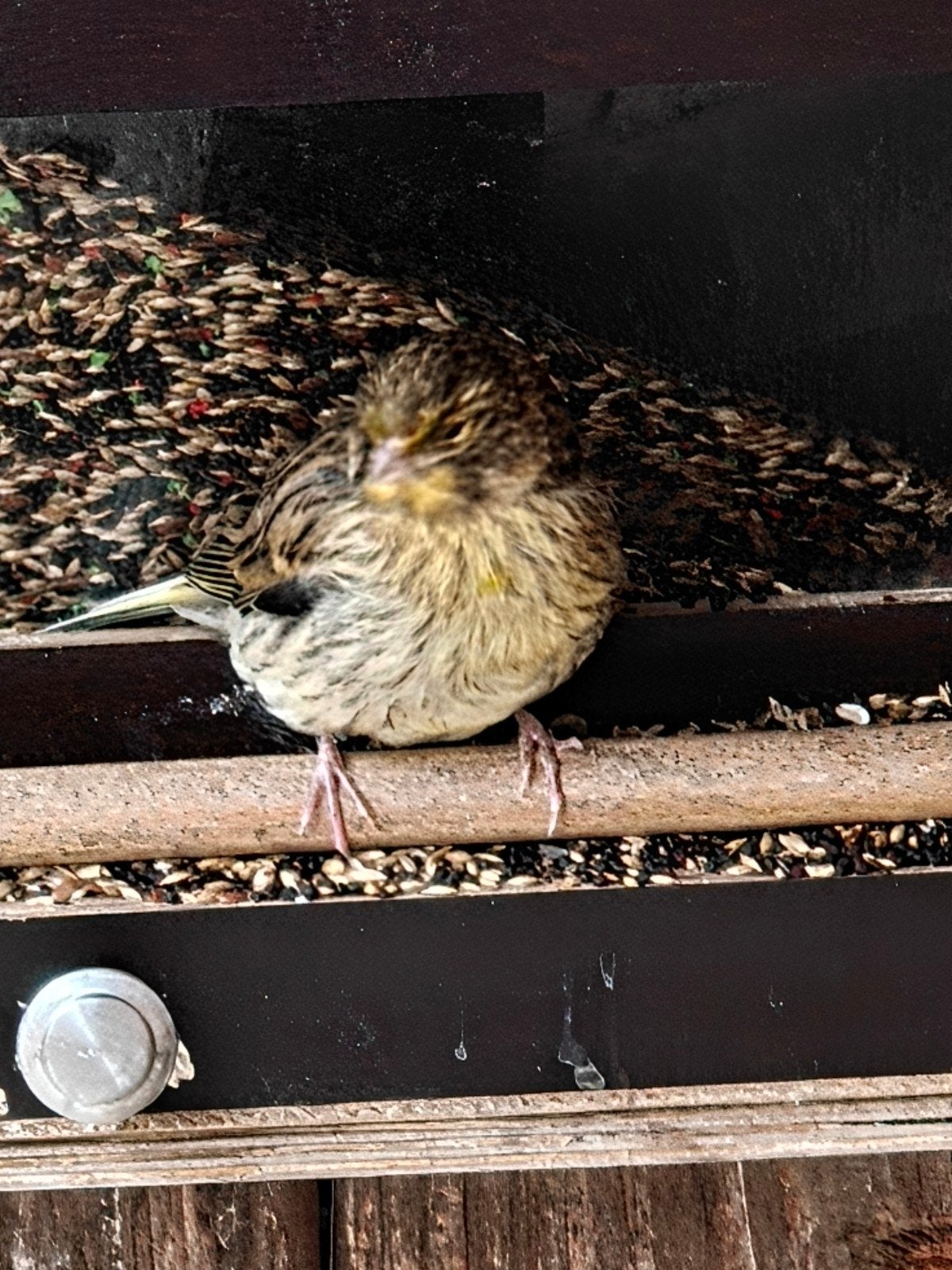 Te koop aangeboden., Dieren en Toebehoren, Vogels | Kanaries, Geslacht onbekend, Kleurkanarie