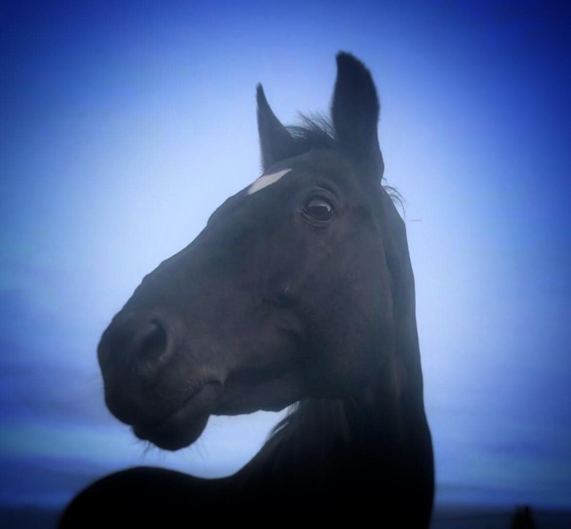 Paarde/Pony Weide angeboden