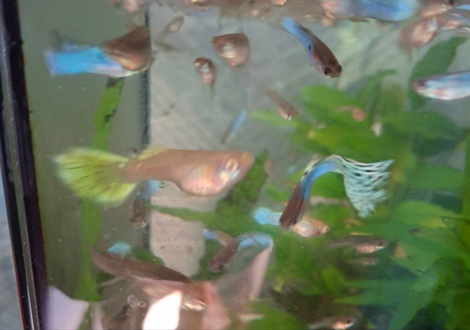 Guppy /guppen te koop, Vis