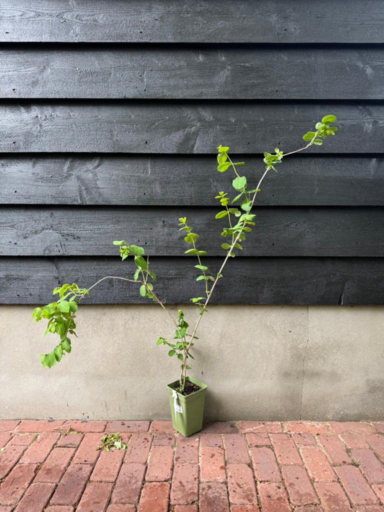 Lonicera xylosteum (Rode Kamperfoelie) 90cm, Ophalen, Overige soorten, Minder dan 100 cm