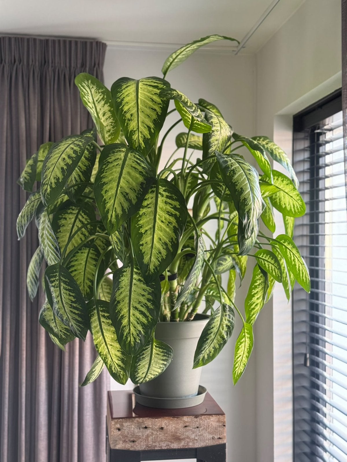 Grote volle Dieffenbachia – prachtige tropische kamerplant, Ophalen, 100 tot 150 cm, Overige soorten, Halfschaduw