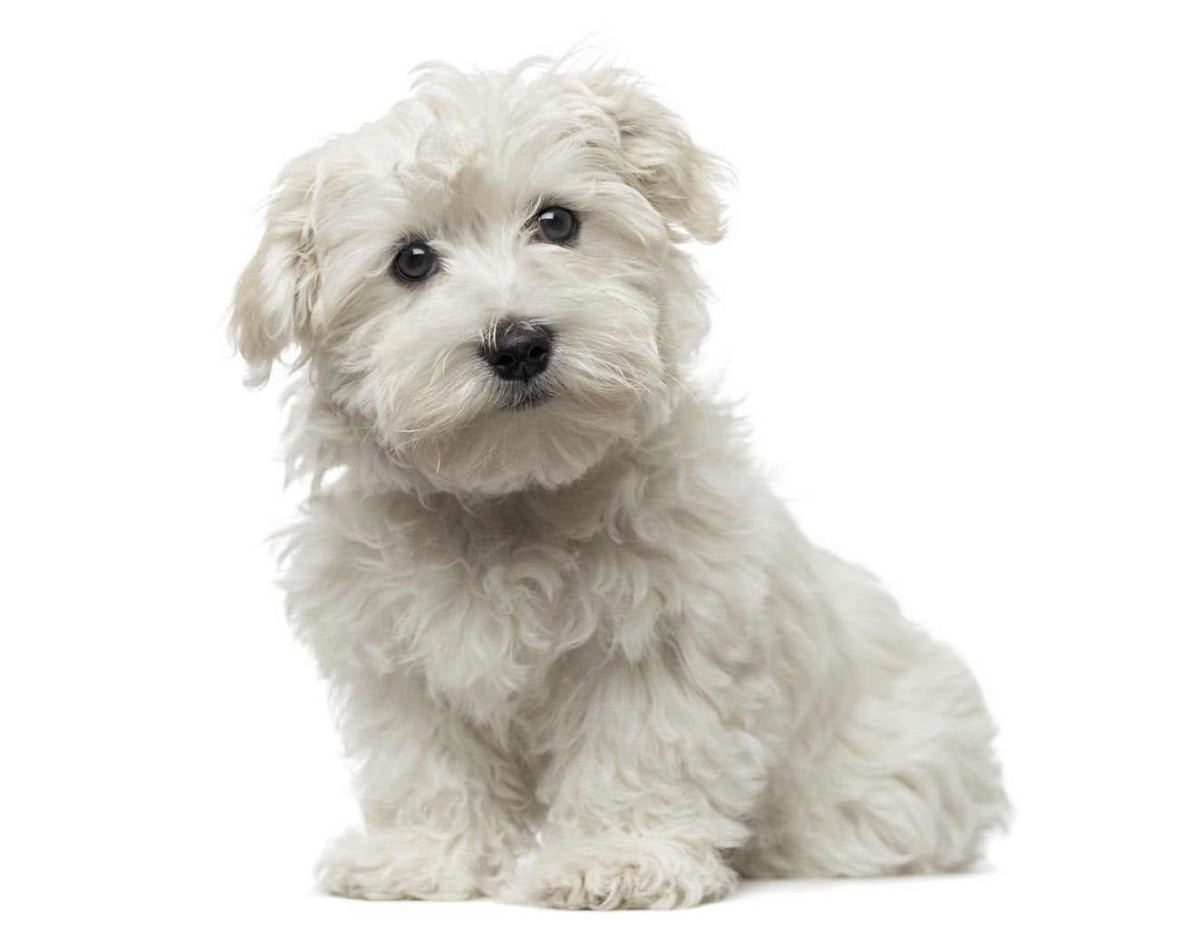 Gezocht “ maltezer hond of pup “, Nederland, 8 tot 15 weken, Geslacht onbekend, Eén hond
