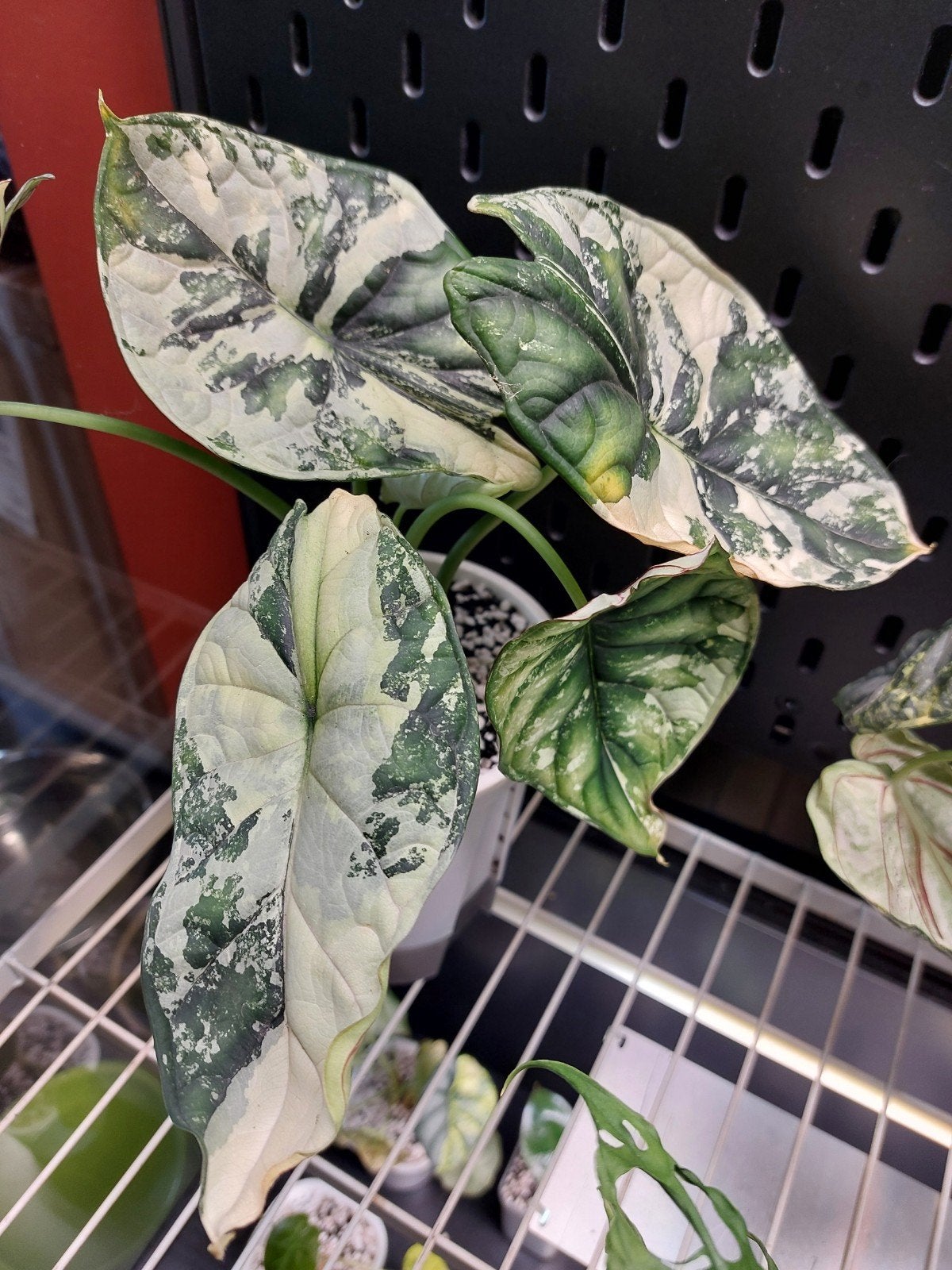Alocasia dragon scale albo knollen