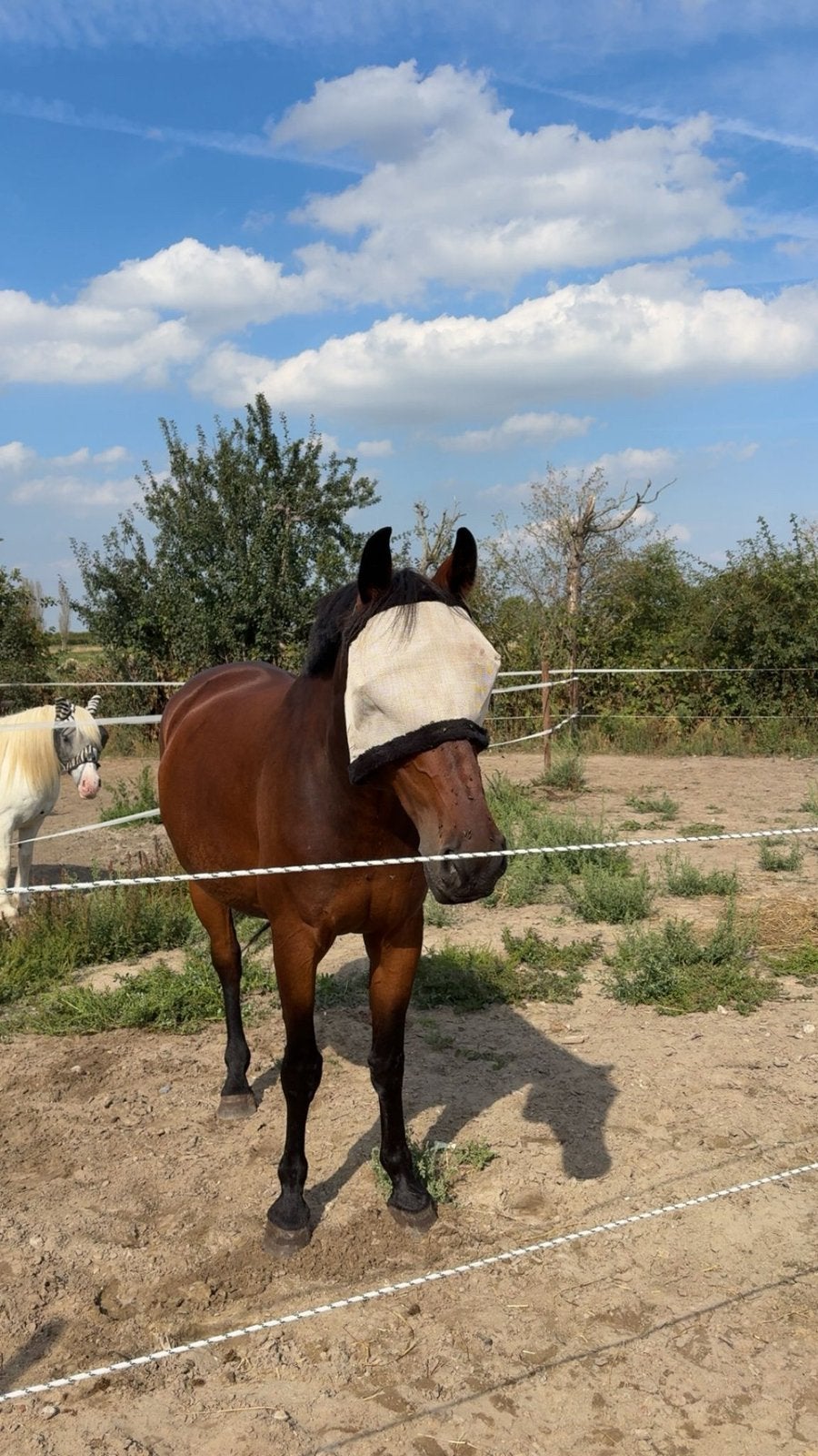 Gezocht stalling/paddock/schuilstal/bak, Dieren en Toebehoren, Stalling