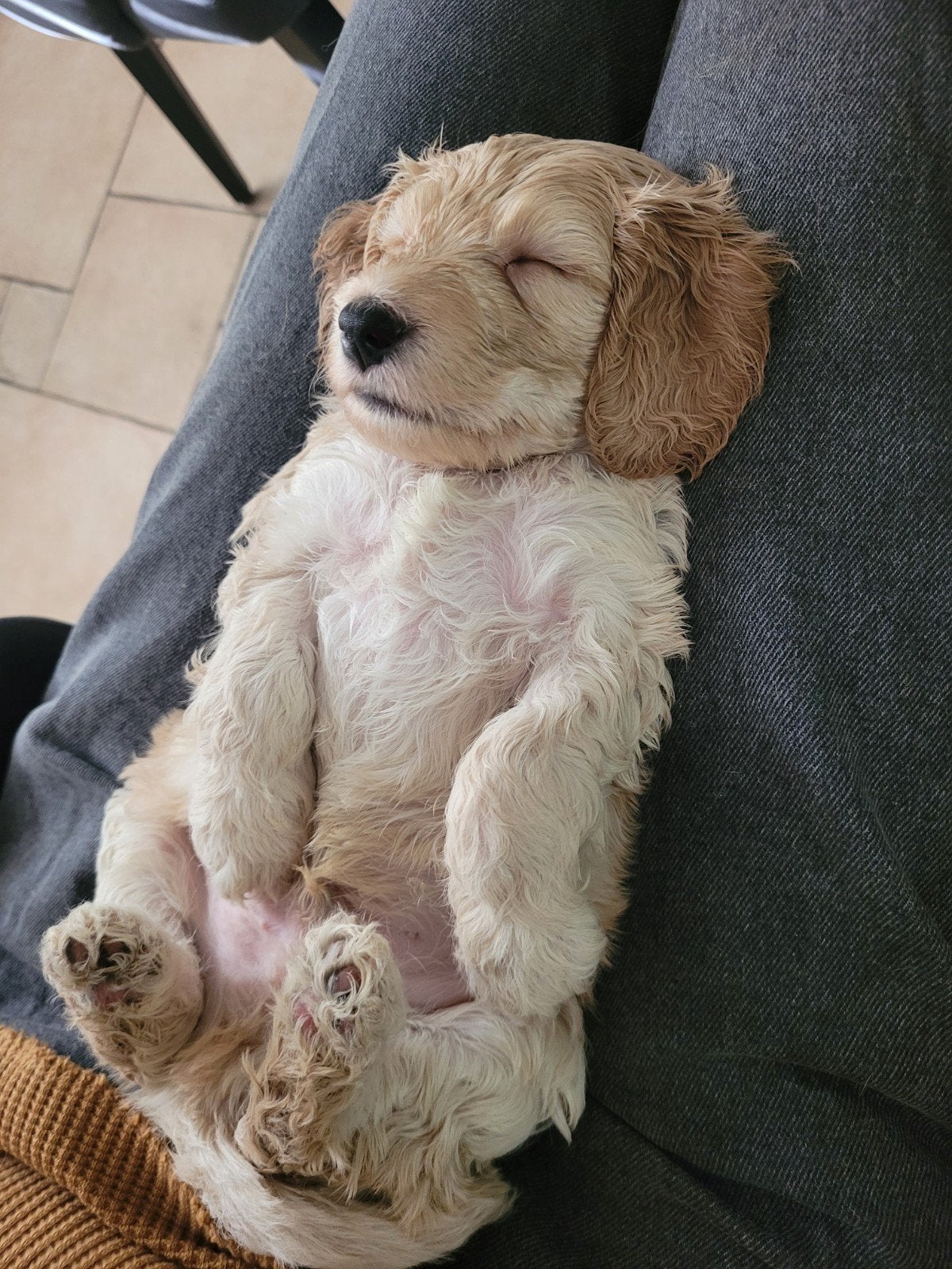 Cockapoo f1 reutjes 5 wk BEIDE OUDERS GETEST, 8 tot 15 weken, Meerdere, Nederland, Particulier