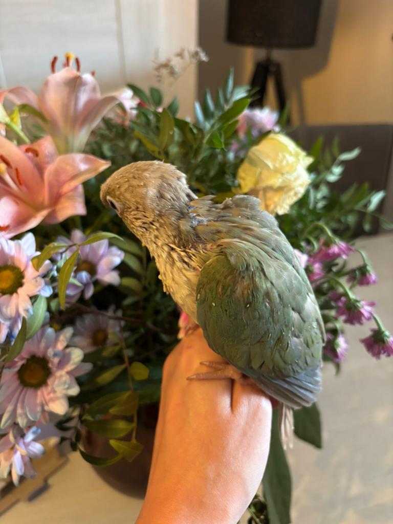 Handtamme pyrrhura turquoise, Meerdere dieren
