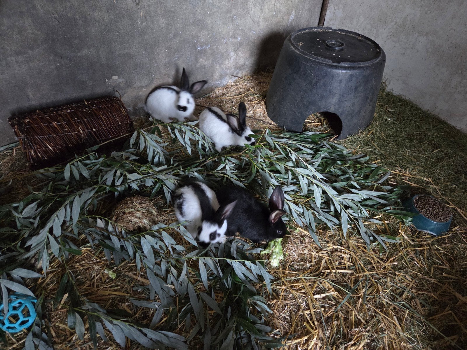 Grote lotharinger konijnen, Dieren en Toebehoren, Konijnen, Geslacht onbekend, Groot, 0 tot 2 jaar