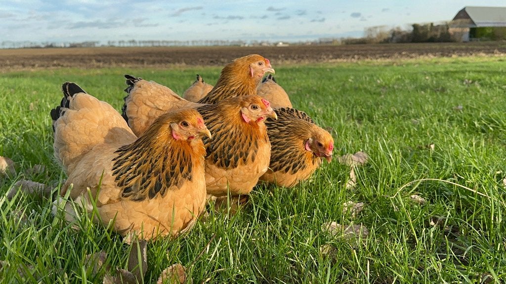 Jonge tamme Brahma kriel kippen gesekst en ingeënt, Dieren en Toebehoren, Pluimvee, Meerdere dieren, Kip