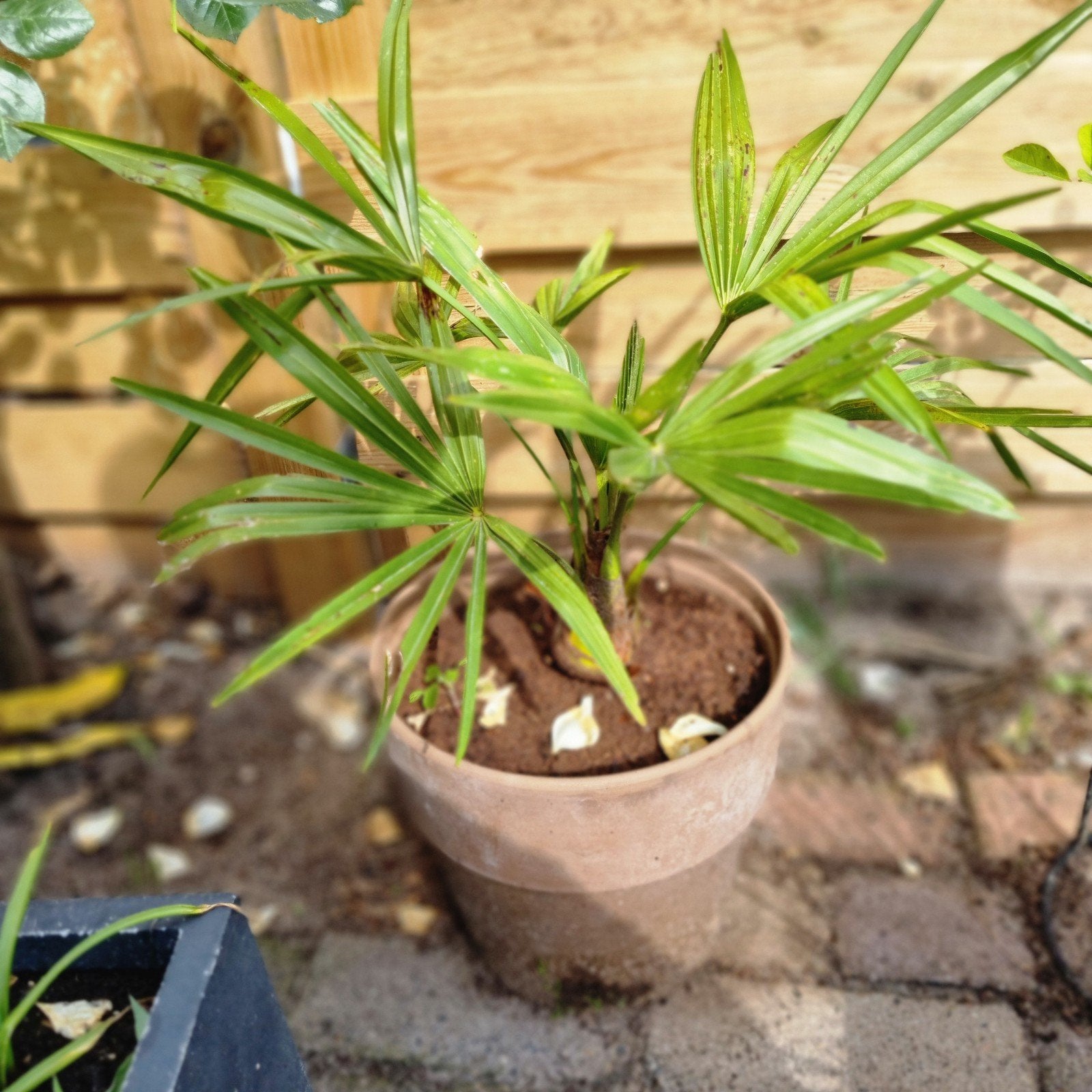 Trachycarpus Fortunei Palmboom - Winterharde Waaierpalm, Tuin en Terras, Ophalen of Verzenden