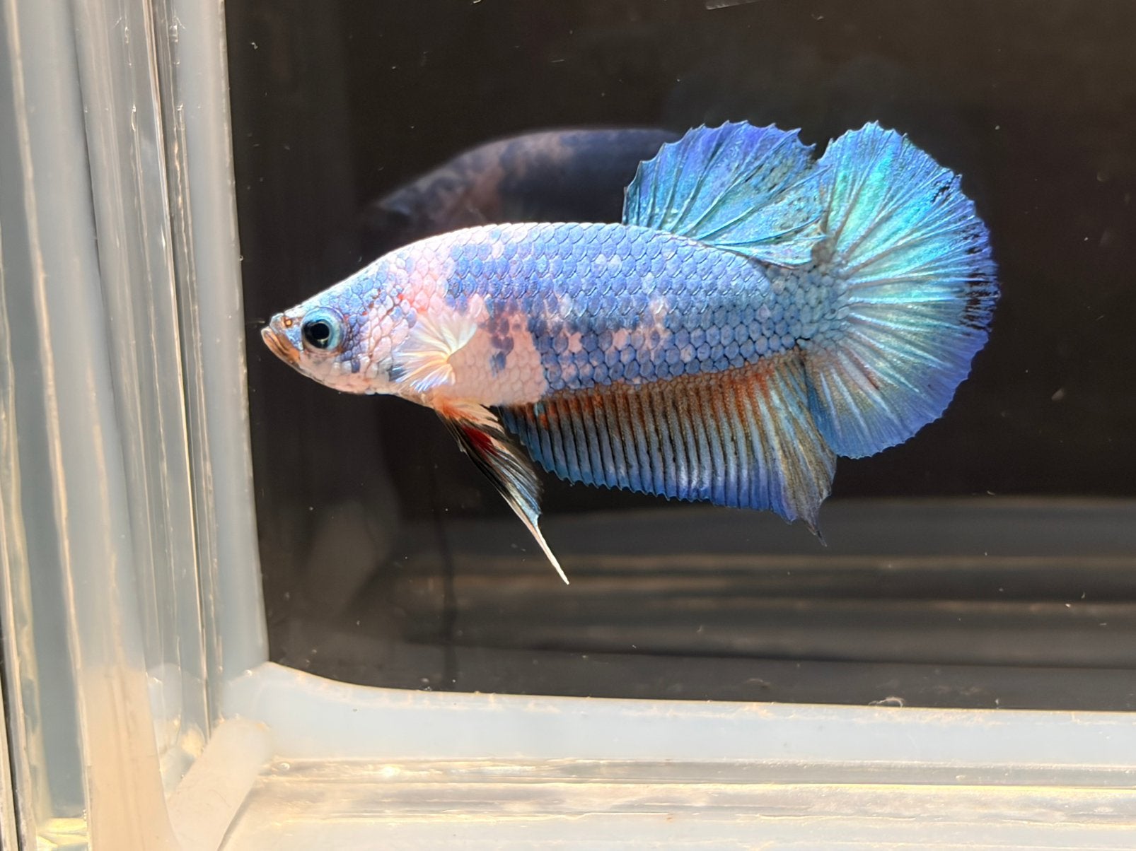 Betta Splendens kempvis man blauw marble, Dieren en Toebehoren, Vissen | Aquariumvissen, Vis