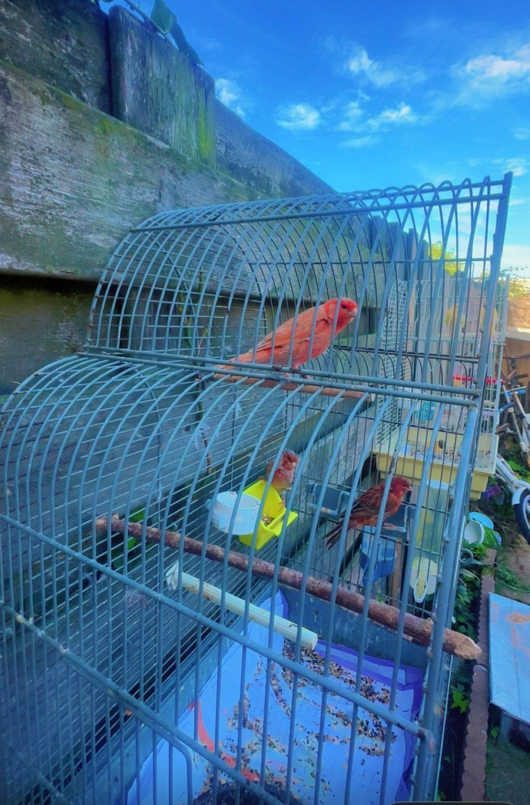 Prachtig kanarie., Meerdere dieren
