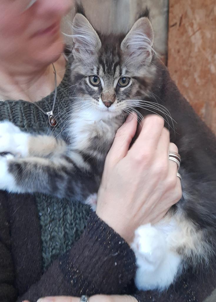 Heel lieve Maine Coon katertje met stamboom, Dieren en Toebehoren, Katten en Kittens | Raskatten | Langhaar, Kater, Met stamboom