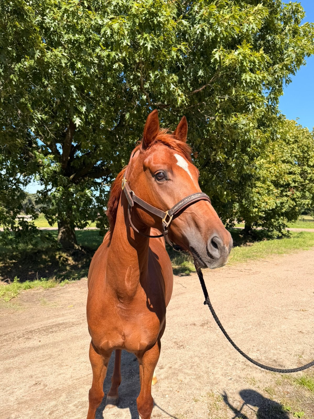 Top brave 5 jr merrie van lord romantic x De niro, Merrie, 160 tot 165 cm, Dressuurpaard, 3 tot 6 jaar