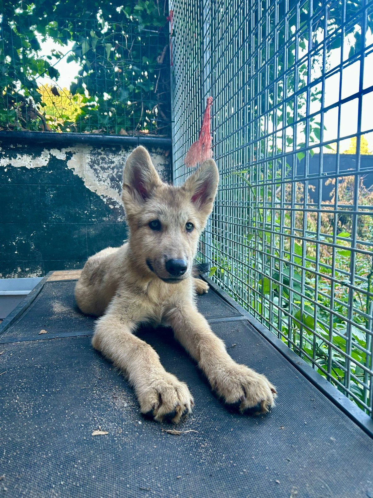 HC Amerikaanse Wolfhond puppy’s, Dieren en Toebehoren, 8 tot 15 weken, Parvo, Eén hond, Nederland