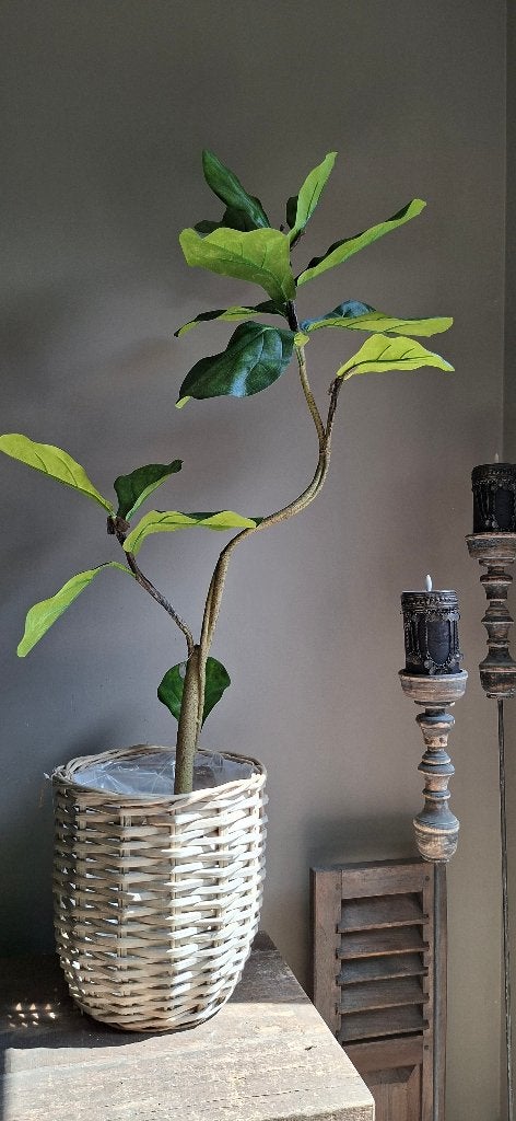 Kunstplant Ficus Lyrata (vioolbladplant) met rieten mand, Ophalen, Groen, Nieuw, Baarlo