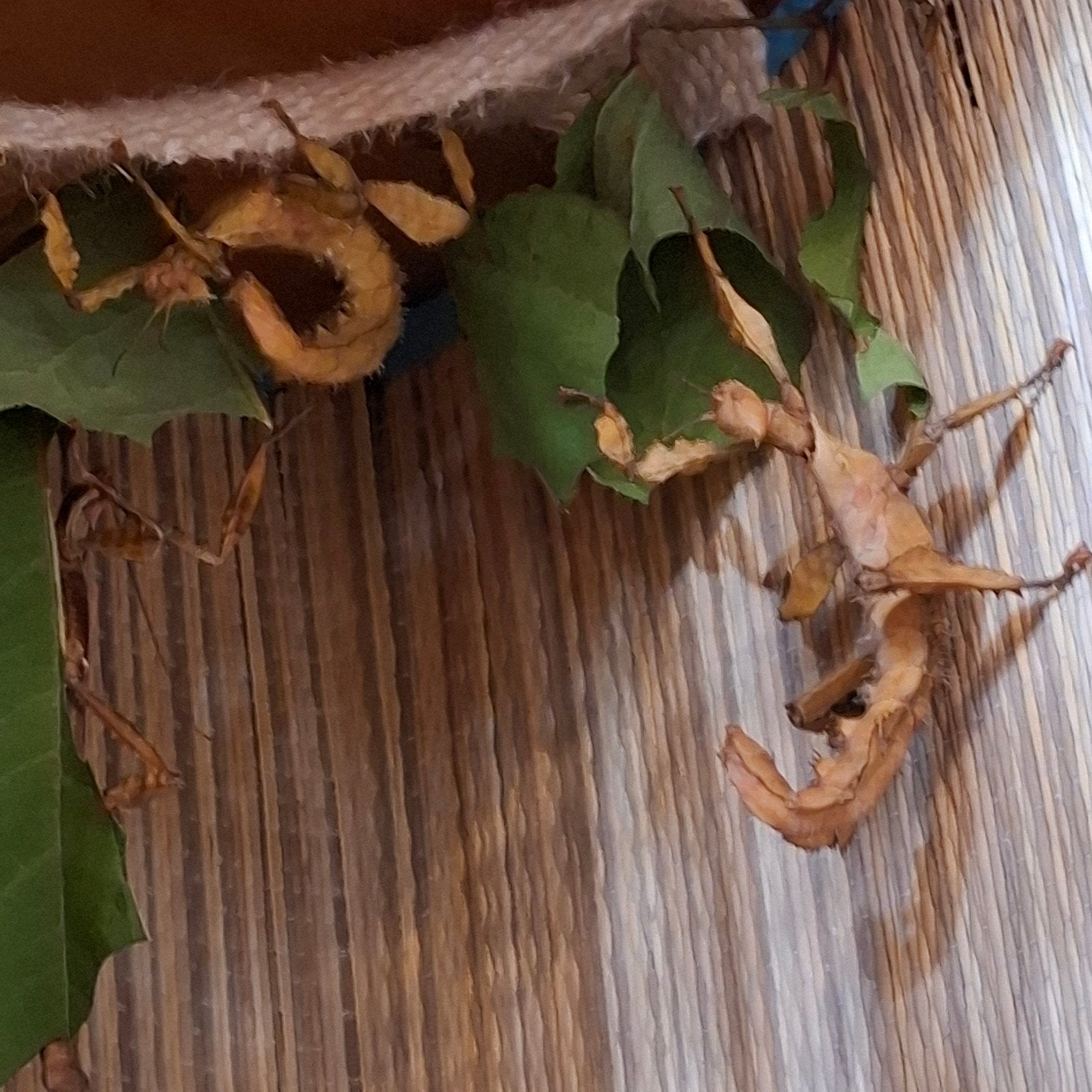 Subadult vrouwtjes Extatosoma Tiaratum Innisfail, Wandelende tak