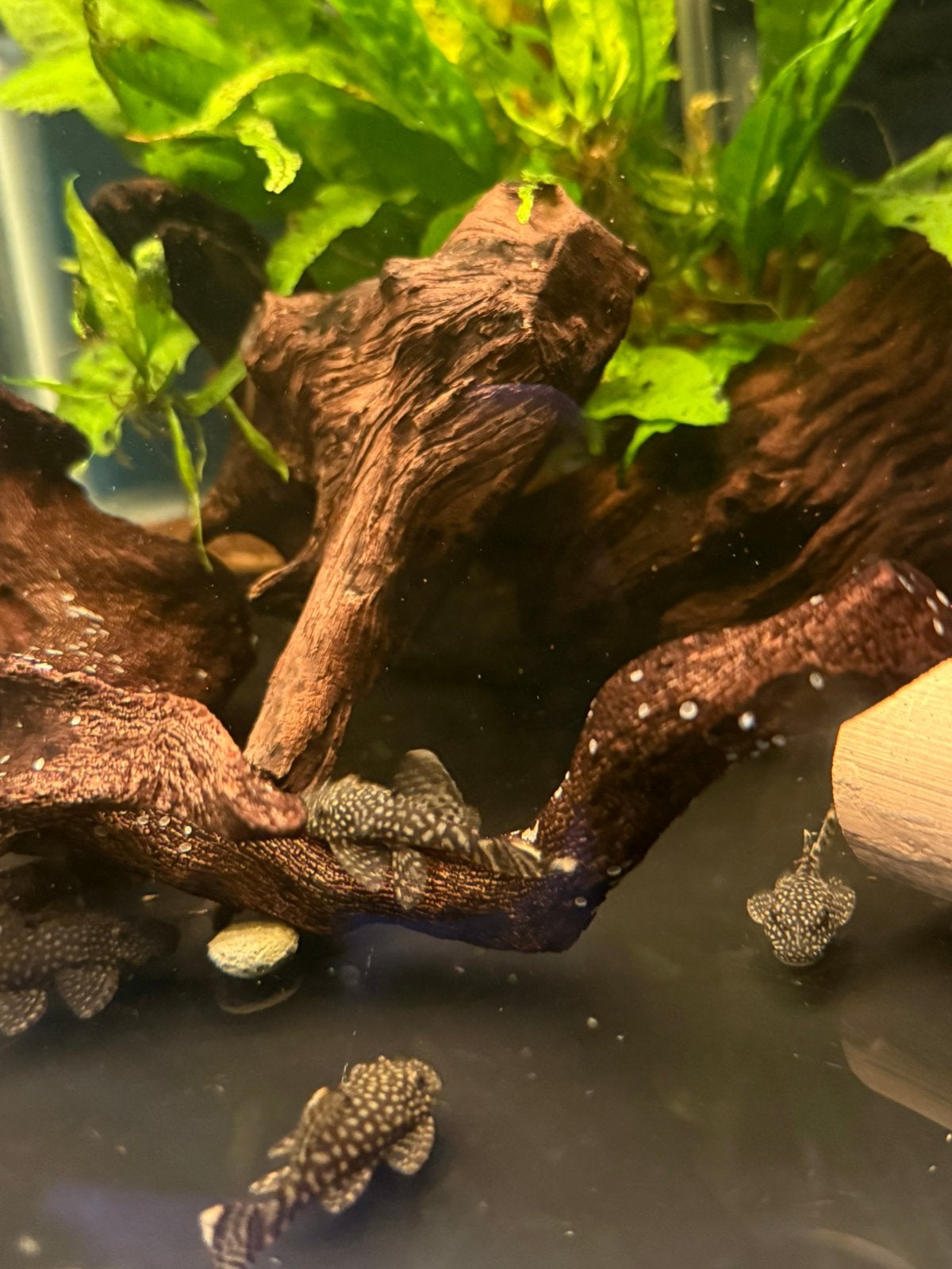 Ancistrus borstelneus algeneter, Dieren en Toebehoren, Vissen | Aquariumvissen, Vis, Zoetwatervis