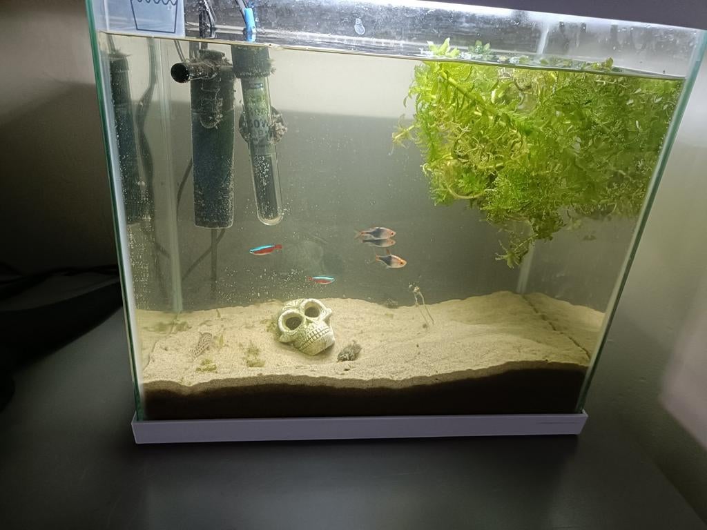 Leuk aquarium met visjes